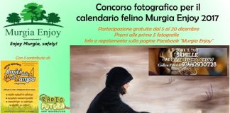 concorso-fotografico-felino