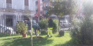 piantumazione abeti nei plessi scolastici cittadini con aree verdi